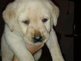 vand pui Labrador mascul