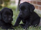 Vand pui labrador retriever englezesc