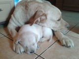Vand pui Labrador Retriver