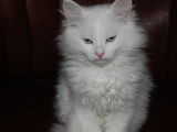 Vand pui pisica angora turceasca albi