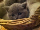 Vand pui pisica BRITISH SHORTHAIR