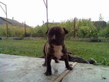 vand pui pitbull