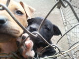 vand pui pitbull 300lei negociabil