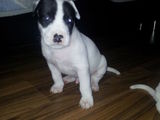 vand pui pitbull