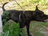 Vand pui pitbull gameline!