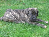 Vand pui Presa Canario