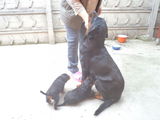 vand pui rasa rottwailer