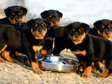 Vand pui Rottweiler