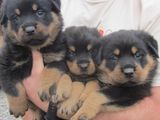 Vand pui rottweiler