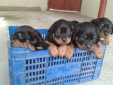 vand pui rottweiler