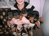 vand pui rottweiler