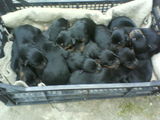 Vand pui rottweiler talie mare!