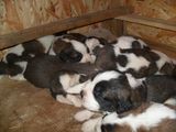vand pui saint bernard
