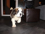 vand pui saint bernard