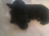vand pui schnauzer
