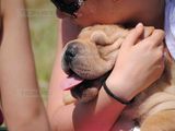 vand pui shar pei