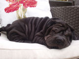 Vand Pui Shar-Pei Rasa Pura