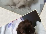 vand pui shih-tzu