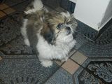 Vand pui Shih Tzu