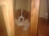 Vand Pui St.Bernard