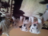 vand pui westie