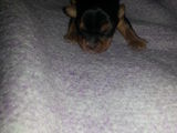 Vand pui yokshire terrier