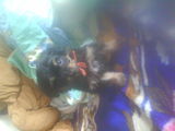 vand  pui  yorksheire  terrier