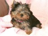 vand pui yorksher terrier toy