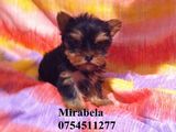 vand  pui yorkshire terrier mini toy ,mascul/femela