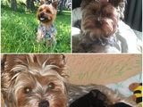 vand pui yorkshirre terrier