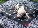 VAND puii AMSTAFF!!