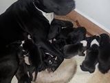 Vand puii amstaff