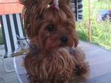 VAND PUIUT YORKY