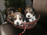 Vand Puiuti Beagle