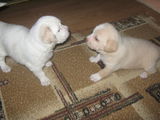 Vand puiuti bichon cu teckel(talie mica)