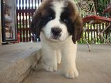 Vand Puiuti de Saint Bernard