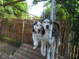 Vand puiuti husky Deosebiti