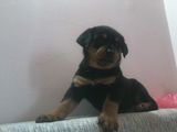 vand rottwailer