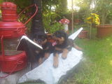 vand rottweiler!!!