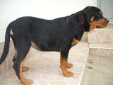 Vand Rottweiler- 4 luni