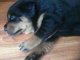 vand rottweiler