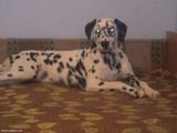 Vand sau Schimb Dalmatian catelusa 8 luni