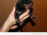 Vand / Schimb pui catelus Rottweiler, Rotwailer cu smartphone, diverse electronice