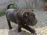 vand shar pei