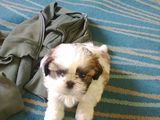 vand Shi-tzu