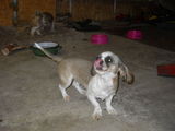Vand Shi Tzu