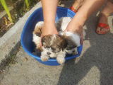 Vand shih-tzu
