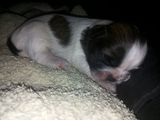 Vand shih-tzu