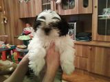 Vand shih-tzu mascul