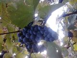 vand struguri de vin